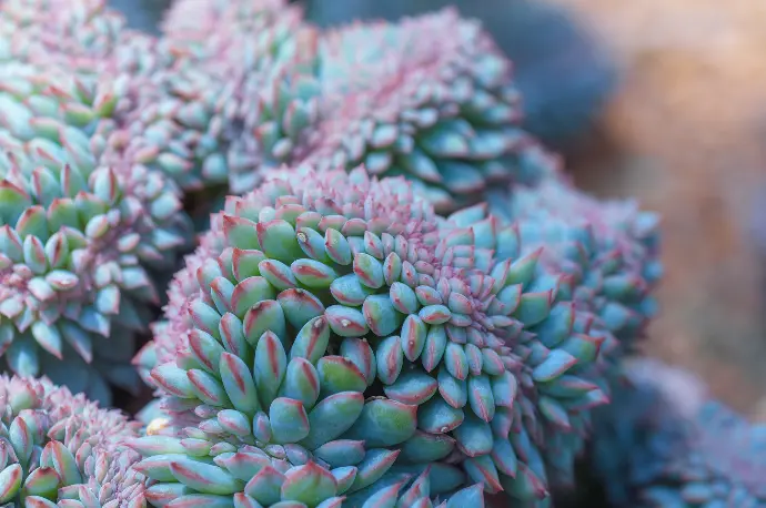a close up of a bunch of green and pink flowers