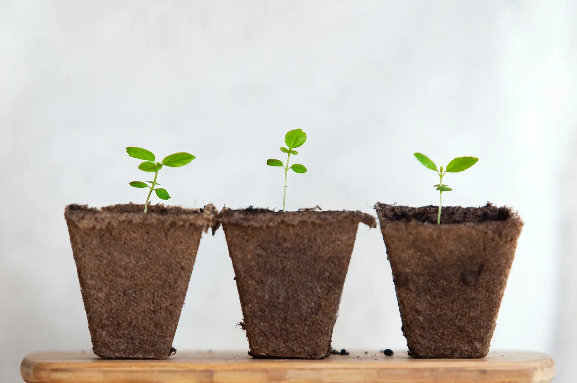 three green leafed plants